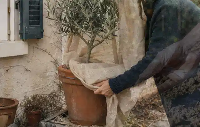 Person umhüllt eine mediterrane Kübelpflanze mit atmungsaktivem Winterschutz; Thema Frühlingsblüher, Schwerpunkt Topfkultur; Ergebnis.