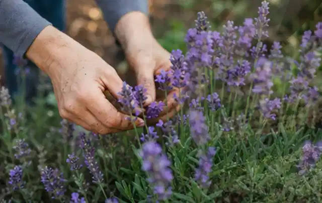 Hände pflegen blühenden Lavendel in einem natürlich angelegten Gartenbeet; Thema Frühlingsblüher, Schwerpunkt Vermehrung; Umsetzung.