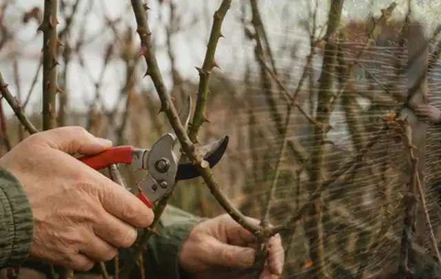 Hände schneiden einen älteren Rosenstrauch mit einer sauberen Gartenschere; Thema Frühlingsblüher, Schwerpunkt Vermehrung; Kontrolle.