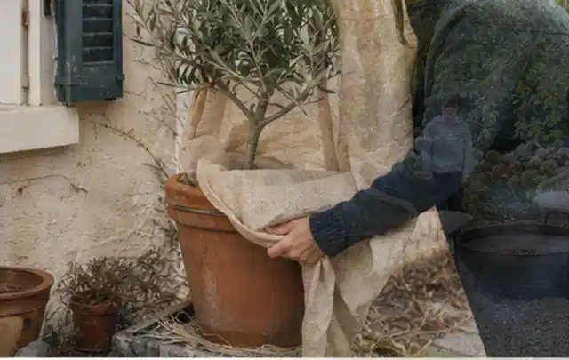 Person umhüllt eine mediterrane Kübelpflanze mit atmungsaktivem Winterschutz; Thema Frühlingsblüher, Schwerpunkt Wachstum; Ausgangslage.