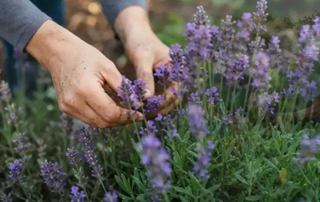 Hände pflegen blühenden Lavendel in einem natürlich angelegten Gartenbeet; Thema Frühlingsblüher, Schwerpunkt Wachstum; Ergebnis.