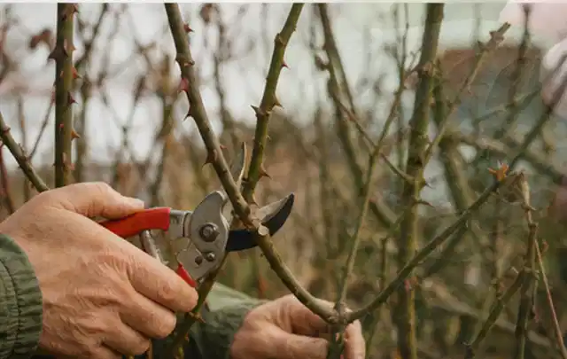 Hände schneiden einen älteren Rosenstrauch mit einer sauberen Gartenschere; Thema Frühlingsblüher, Schwerpunkt Wachstum; Praxisalltag.