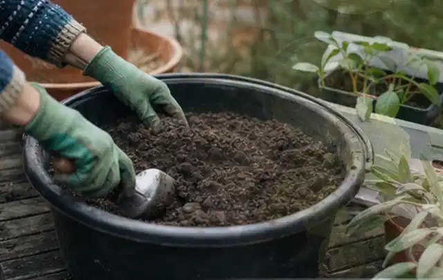 Behandschuhte Hände bereiten lockere Pflanzerde in einem großen Kübel vor; Thema Frühlingsblüher, Schwerpunkt Winterpflege; Kontrolle.