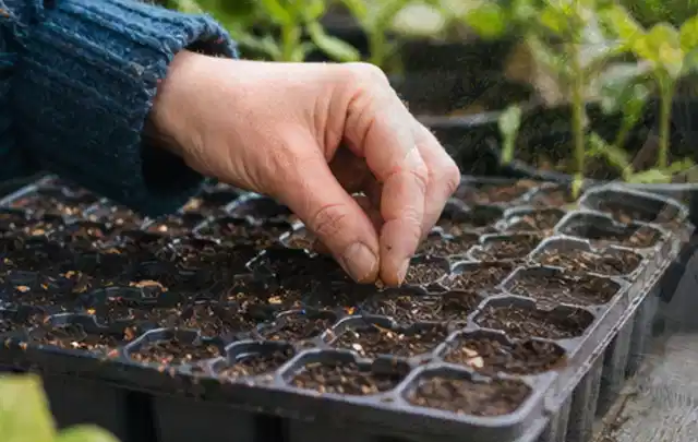 Hand legt einzelne Samen in vorbereitete Anzuchtschalen mit lockerer Erde; Thema Frühlingsblüher, Schwerpunkt Winterpflege; Praxisalltag.