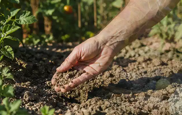 Hand prüft trockene krümelige Gartenerde während einer warmen Sommerphase; Thema Gardena Bewässerung, Schwerpunkt Bewässerung; Umsetzung.