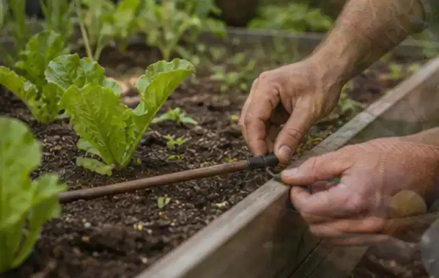 Hände befestigen einen Tropfschlauch nahe an jungen Pflanzen im Hochbeet; Thema Gardena Bewässerung, Schwerpunkt Checkliste; Ausgangslage.