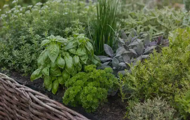 Dichtes Hochbeet mit Basilikum Schnittlauch Petersilie Salbei und weiteren Küchenkräutern; Thema Gardena Bewässerung, Schwerpunkt Checkliste; Ergebnis.