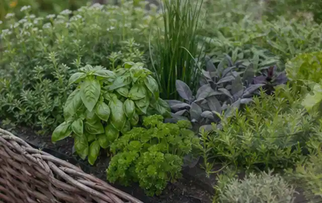 Dichtes Hochbeet mit Basilikum Schnittlauch Petersilie Salbei und weiteren Küchenkräutern; Thema Gardena Bewässerung, Schwerpunkt Dimensionierung;…