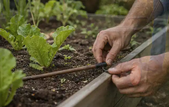 Hände befestigen einen Tropfschlauch nahe an jungen Pflanzen im Hochbeet; Thema Gardena Bewässerung, Schwerpunkt Ersatzteile; Umsetzung.