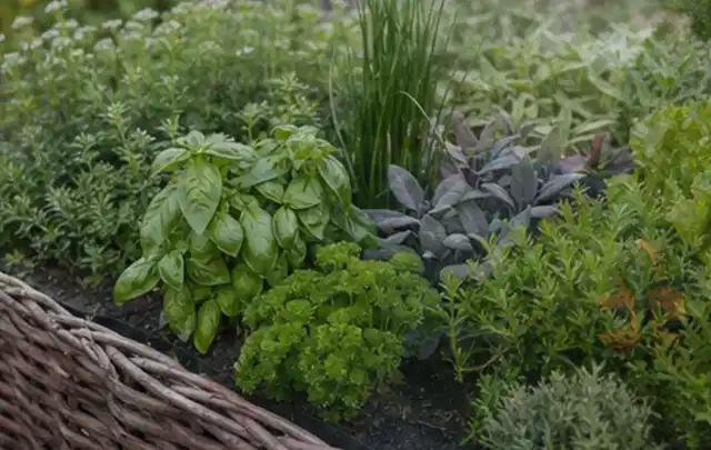 Dichtes Hochbeet mit Basilikum Schnittlauch Petersilie Salbei und weiteren Küchenkräutern; Thema Gardena Bewässerung, Schwerpunkt Ersatzteile; Ergebnis.