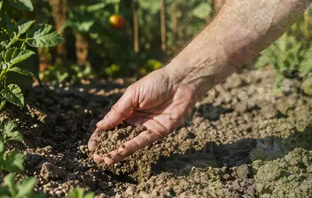 Hand prüft trockene krümelige Gartenerde während einer warmen Sommerphase; Thema Gardena Bewässerung, Schwerpunkt Fehlerhilfe; Praxisalltag.