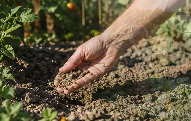 Hand prüft trockene krümelige Gartenerde während einer warmen Sommerphase; Thema Gardena Bewässerung, Schwerpunkt Gärten mit großer Fläche; Kontrolle.