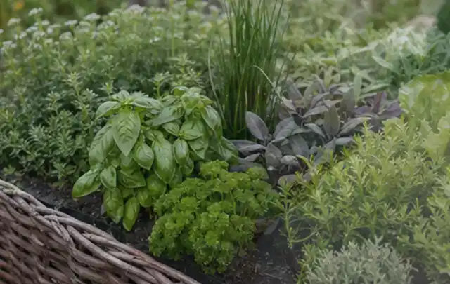 Dichtes Hochbeet mit Basilikum Schnittlauch Petersilie Salbei und weiteren Küchenkräutern; Thema Gardena Bewässerung, Schwerpunkt Gärten mit großer…