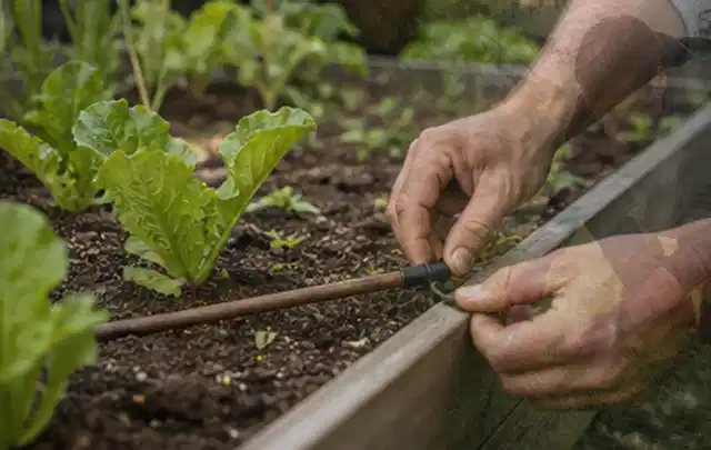 Hände befestigen einen Tropfschlauch nahe an jungen Pflanzen im Hochbeet; Thema Gardena Bewässerung, Schwerpunkt Gärten mit kleiner Fläche; Umsetzung.