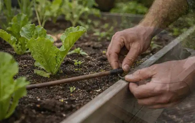 Hände befestigen einen Tropfschlauch nahe an jungen Pflanzen im Hochbeet; Thema Gardena Bewässerung, Schwerpunkt Kosten; Ausgangslage.