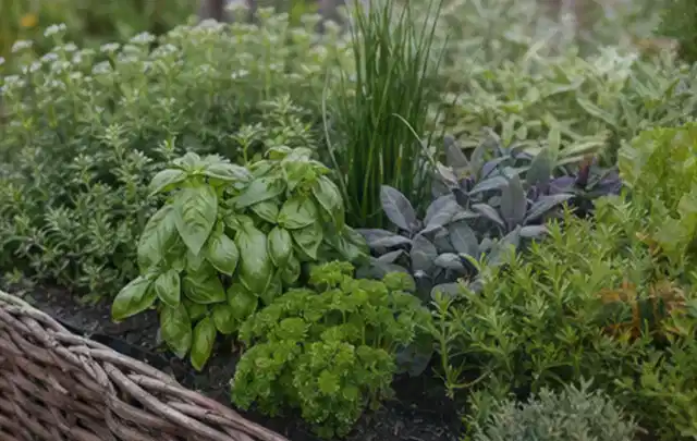 Dichtes Hochbeet mit Basilikum Schnittlauch Petersilie Salbei und weiteren Küchenkräutern; Thema Gardena Bewässerung, Schwerpunkt Kosten; Praxisalltag.