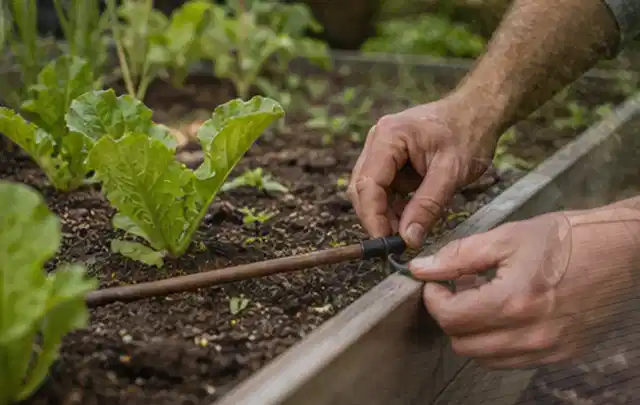 Hände befestigen einen Tropfschlauch nahe an jungen Pflanzen im Hochbeet; Thema Gardena Bewässerung, Schwerpunkt Leistung; Ausgangslage.