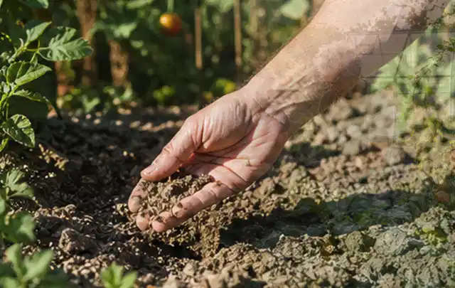 Hand prüft trockene krümelige Gartenerde während einer warmen Sommerphase; Thema Gardena Bewässerung, Schwerpunkt Leistung; Kontrolle.