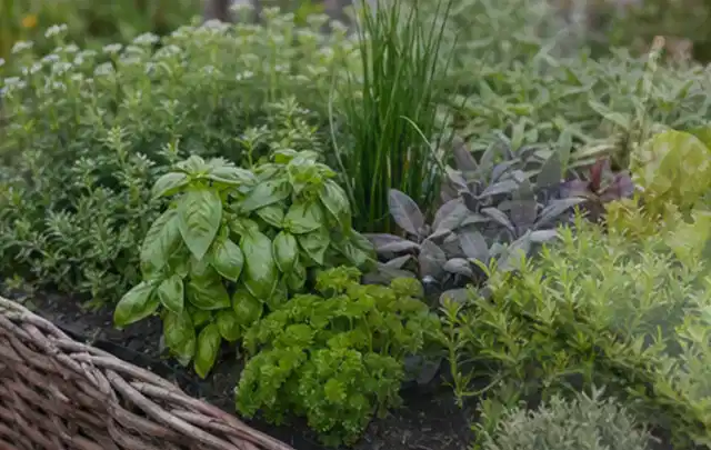 Dichtes Hochbeet mit Basilikum Schnittlauch Petersilie Salbei und weiteren Küchenkräutern; Thema Gardena Bewässerung, Schwerpunkt Leistung; Praxisalltag.