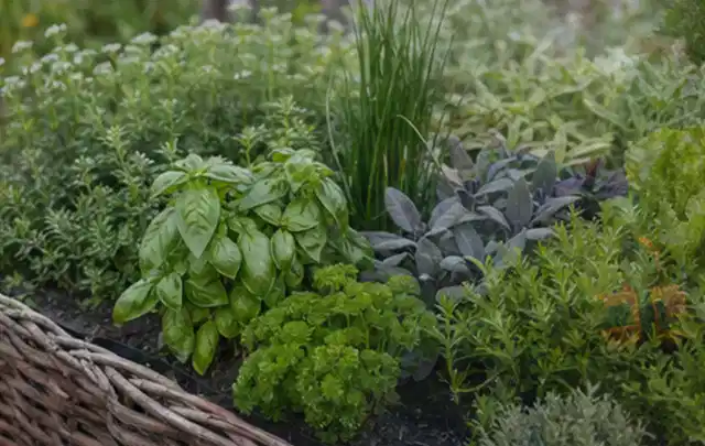 Dichtes Hochbeet mit Basilikum Schnittlauch Petersilie Salbei und weiteren Küchenkräutern; Thema Gardena Bewässerung, Schwerpunkt Nachhaltigkeit; Ergebnis.