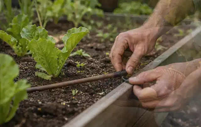 Hände befestigen einen Tropfschlauch nahe an jungen Pflanzen im Hochbeet; Thema Gardena Bewässerung, Schwerpunkt Reinigung; Ergebnis.