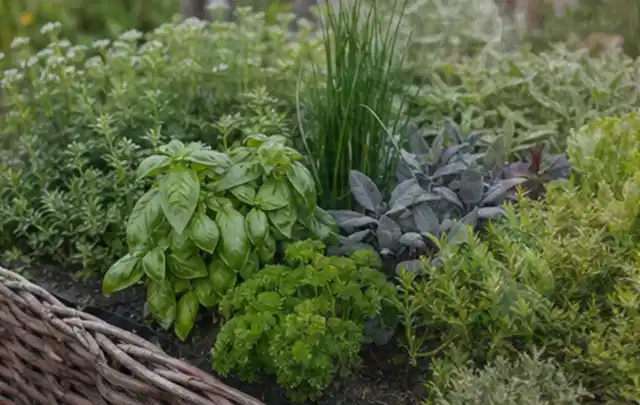 Dichtes Hochbeet mit Basilikum Schnittlauch Petersilie Salbei und weiteren Küchenkräutern; Thema Gardena Bewässerung, Schwerpunkt Sicherheit; Ausgangslage.