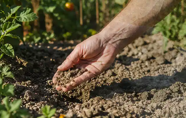 Hand prüft trockene krümelige Gartenerde während einer warmen Sommerphase; Thema Gardena Bewässerung, Schwerpunkt Sicherheit; Umsetzung.