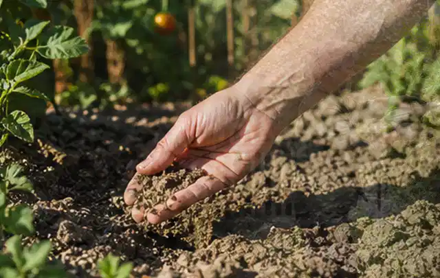 Hand prüft trockene krümelige Gartenerde während einer warmen Sommerphase; Thema Gardena Bewässerung, Schwerpunkt Systemvergleich; Kontrolle.