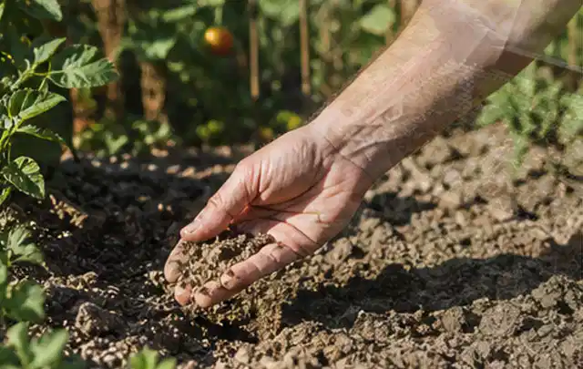 Hand prüft trockene krümelige Gartenerde während einer warmen Sommerphase; Thema Gardena Bewässerung, Schwerpunkt Testkriterien; Umsetzung.