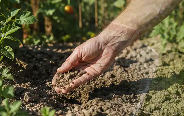 Hand prüft trockene krümelige Gartenerde während einer warmen Sommerphase; Thema Gardena Bewässerung, Schwerpunkt Vergleich; Kontrolle.