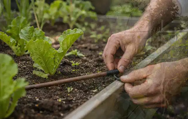Hände befestigen einen Tropfschlauch nahe an jungen Pflanzen im Hochbeet; Thema Gardena Bewässerung, Schwerpunkt Wartung; Umsetzung.