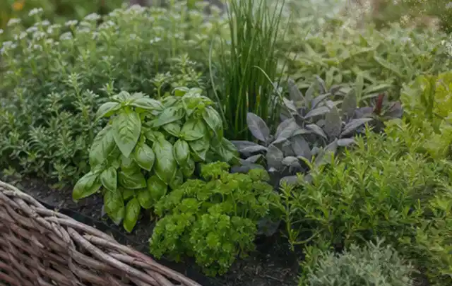 Dichtes Hochbeet mit Basilikum Schnittlauch Petersilie Salbei und weiteren Küchenkräutern; Thema Gardena Bewässerung, Schwerpunkt Winterlager; Kontrolle.