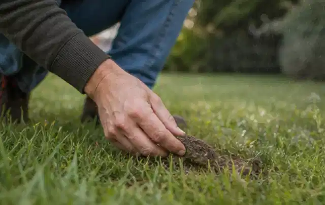 Hand hebt eine kleine Bodenprobe aus einer grünen Rasenfläche; Thema Gardena Sileno, Schwerpunkt Fehlerhilfe; Kontrolle.