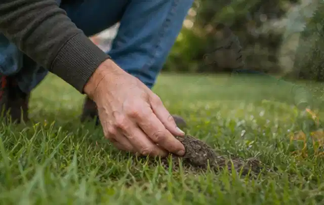 Hand hebt eine kleine Bodenprobe aus einer grünen Rasenfläche; Thema Gardena Sileno, Schwerpunkt Gärten mit großer Fläche; Ausgangslage.