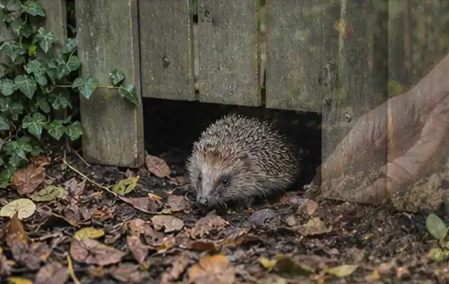 Igel nutzt einen bodennahen Durchgang unter einem hölzernen Gartenzaun; Thema Gartenbeleuchtung, Schwerpunkt Anwendung; Praxisalltag.