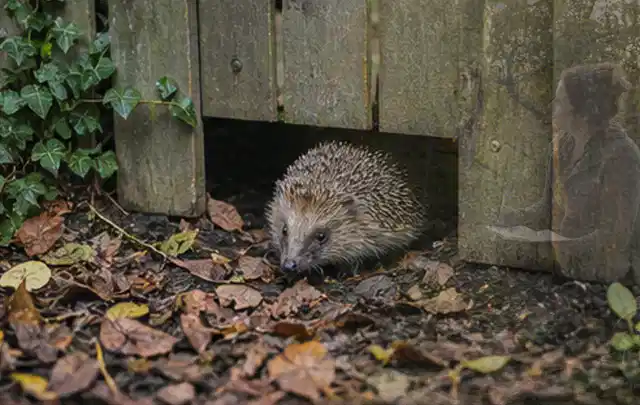 Igel nutzt einen bodennahen Durchgang unter einem hölzernen Gartenzaun; Thema Gartenbeleuchtung, Schwerpunkt Bestenliste; Umsetzung.