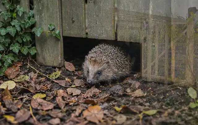 Igel nutzt einen bodennahen Durchgang unter einem hölzernen Gartenzaun; Thema Gartenbeleuchtung, Schwerpunkt Checkliste; Kontrolle.