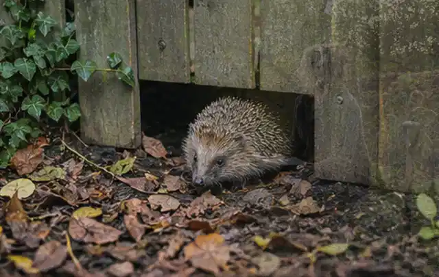 Igel nutzt einen bodennahen Durchgang unter einem hölzernen Gartenzaun; Thema Gartenbeleuchtung, Schwerpunkt Ersatzteile; Ergebnis.