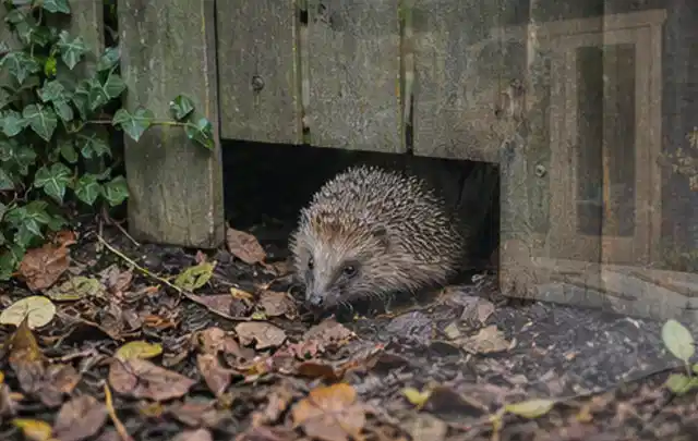 Igel nutzt einen bodennahen Durchgang unter einem hölzernen Gartenzaun; Thema Gartenbeleuchtung, Schwerpunkt Fehlerhilfe; Praxisalltag.