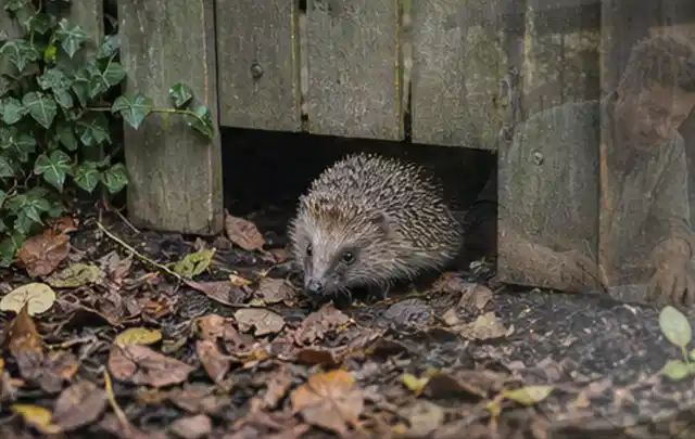 Igel nutzt einen bodennahen Durchgang unter einem hölzernen Gartenzaun; Thema Gartenbeleuchtung, Schwerpunkt Gärten mit kleiner Fläche; Umsetzung.
