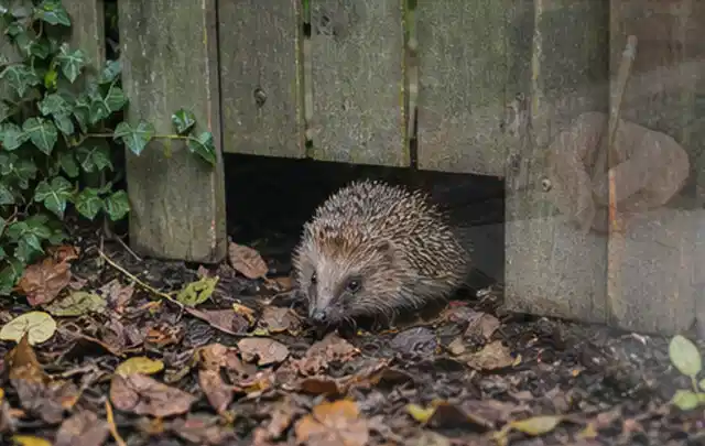 Igel nutzt einen bodennahen Durchgang unter einem hölzernen Gartenzaun; Thema Gartenbeleuchtung, Schwerpunkt Kaufberatung; Umsetzung.