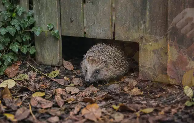 Igel nutzt einen bodennahen Durchgang unter einem hölzernen Gartenzaun; Thema Gartenbeleuchtung, Schwerpunkt Kosten; Ausgangslage.