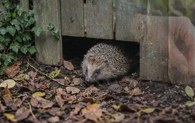 Igel nutzt einen bodennahen Durchgang unter einem hölzernen Gartenzaun; Thema Gartenbeleuchtung, Schwerpunkt Leistung; Ausgangslage.