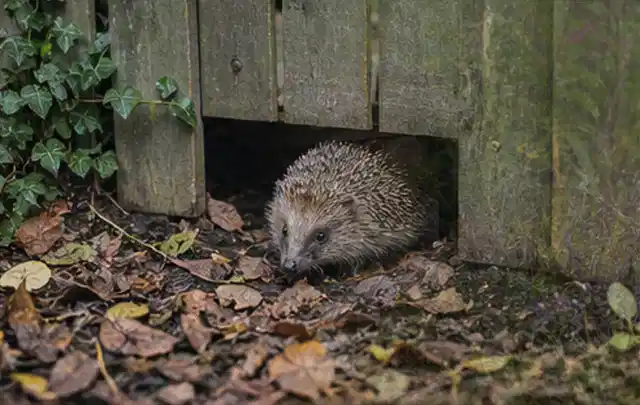Igel nutzt einen bodennahen Durchgang unter einem hölzernen Gartenzaun; Thema Gartenbeleuchtung, Schwerpunkt Nachhaltigkeit; Ergebnis.