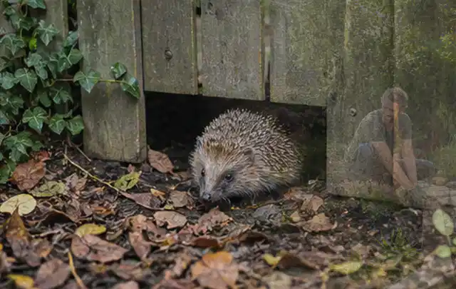 Igel nutzt einen bodennahen Durchgang unter einem hölzernen Gartenzaun; Thema Gartenbeleuchtung, Schwerpunkt Reinigung; Praxisalltag.