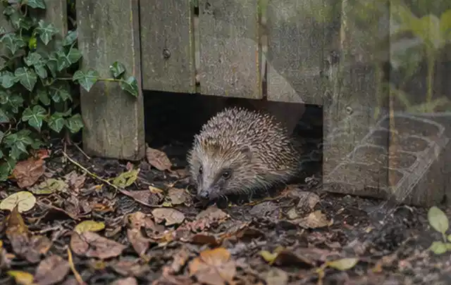 Igel nutzt einen bodennahen Durchgang unter einem hölzernen Gartenzaun; Thema Gartenbeleuchtung, Schwerpunkt Reparatur; Ausgangslage.
