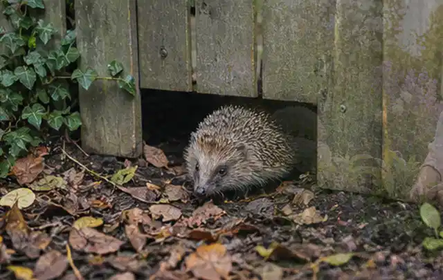 Igel nutzt einen bodennahen Durchgang unter einem hölzernen Gartenzaun; Thema Gartenbeleuchtung, Schwerpunkt Systemvergleich; Praxisalltag.