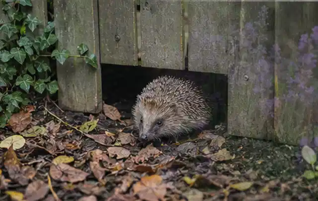 Igel nutzt einen bodennahen Durchgang unter einem hölzernen Gartenzaun; Thema Gartenbeleuchtung, Schwerpunkt Testkriterien; Praxisalltag.