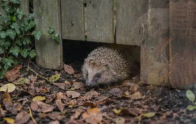 Igel nutzt einen bodennahen Durchgang unter einem hölzernen Gartenzaun; Thema Gartenbeleuchtung, Schwerpunkt Vergleich; Praxisalltag.
