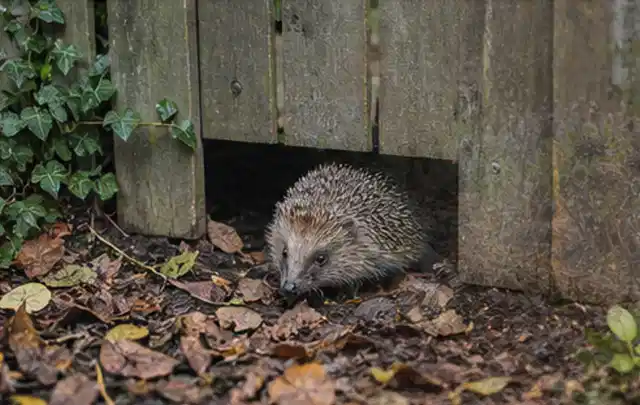 Igel nutzt einen bodennahen Durchgang unter einem hölzernen Gartenzaun; Thema Gartenbeleuchtung, Schwerpunkt Wartung; Kontrolle.